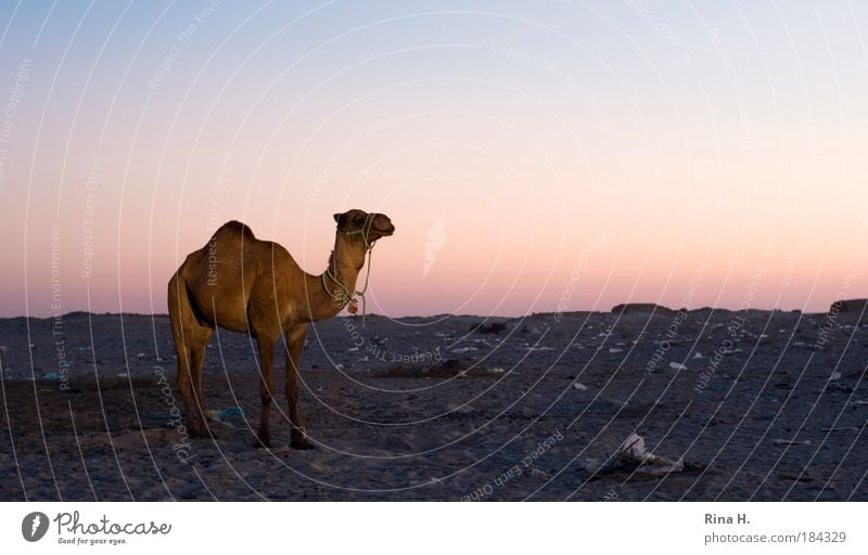 Where's the romance in that? Environment Landscape Earth Sand Cloudless sky Warmth Drought Deserted Dromedary Camel 1 Animal Looking Stand Wait Dry Horror