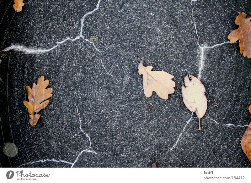 Leaves during thunderstorms Exterior shot Twilight Nature Autumn Storm Thunder and lightning Lightning Leaf Deserted Concrete Romp Threat Wild Chaos twirl