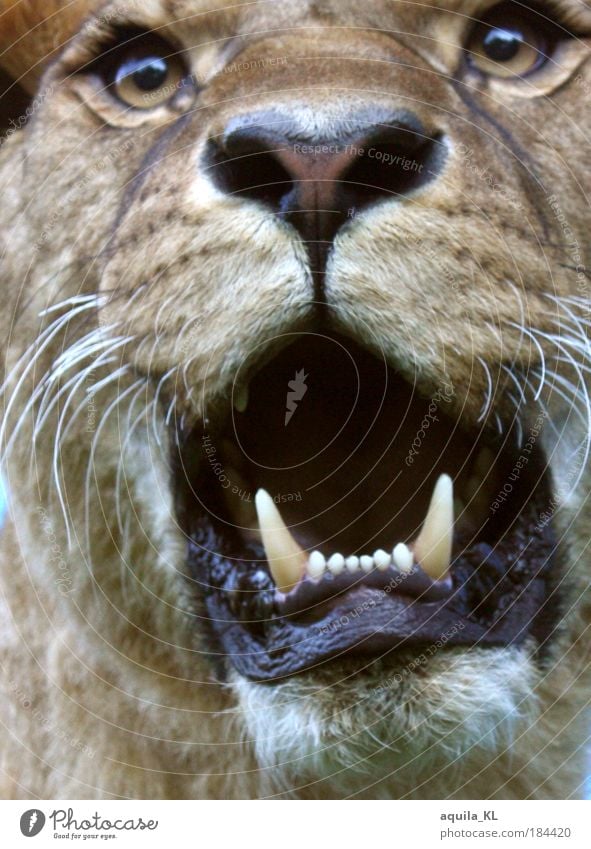 Maggie's hungry. Animal Lion Hunting Fear Set of teeth Fang Cat Lioness King Muzzle Brave Wild animal Eyes Whisker Purr Big cat Land-based carnivore Safari