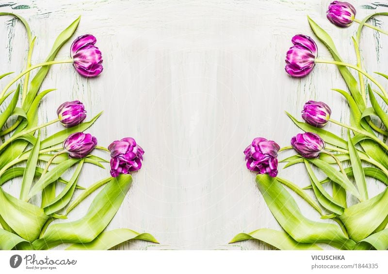 Background with purple tulips Style Design Joy Decoration Nature Plant Spring Flower Tulip Leaf Blossom Bouquet Blossoming Love Yellow Violet Pink