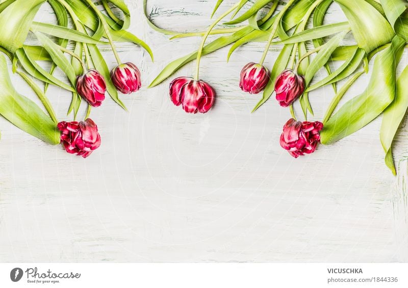 Tulips on white wood background Style Design Decoration Feasts & Celebrations Mother's Day Birthday Nature Plant Spring Leaf Blossom Bouquet Blossoming Love