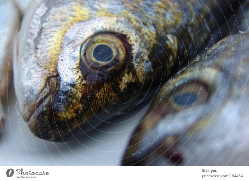 mute as a maggot Colour photo Exterior shot Deserted Deep depth of field Animal portrait Looking Fish Fishing (Angle) Ocean Gastronomy Nature Water Fishing boat
