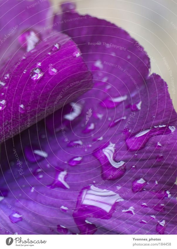 Purple Tears Environment Nature Landscape Water Drops of water Spring Weather Bad weather Rain Plant Flower Blossom Near Wet Violet Pink Colour photo