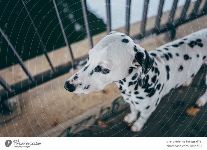 Dalmatians. Animal Pet Dog 1 Observe Stand Wait Esthetic Athletic Friendliness Town Self-confident Cool (slang) Safety Loyal Love of animals Peaceful