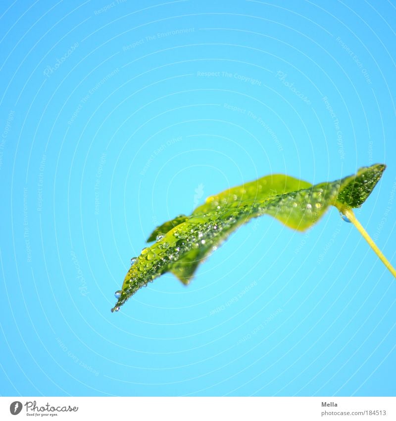as fresh as a daisy Colour photo Exterior shot Deserted Copy Space top Day Environment Nature Plant Drops of water Sky Leaf Fresh Glittering Wet Blue Green