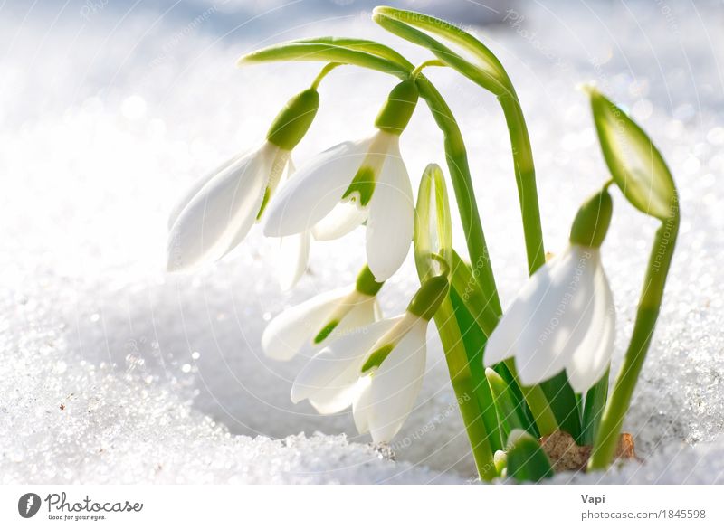 Spring snowdrop flowers with snow Life Winter Snow Garden Group Environment Nature Landscape Plant Beautiful weather Flower Grass Leaf Blossom Wild plant Park