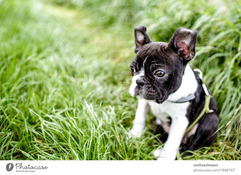 Boston Terrier Puppy Summer Environment Nature Spring Beautiful weather Grass Garden Park Meadow Field Animal Pet Dog French Bulldog 1 Baby animal Observe