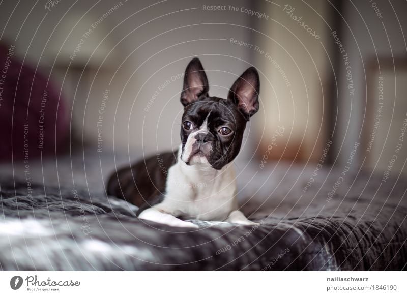 Boston Terrier Style Joy Animal Pet Dog French Bulldog boston terrier Bed Ceiling Observe Discover Relaxation To enjoy Looking Sleep Elegant Brash Happiness