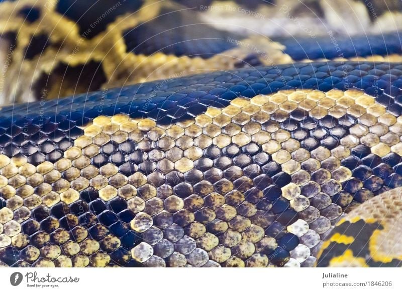 Photo of snake skin close up in zoo Skin Zoo Animal Leather Snake Protection python reticulated regius bivittatus molurus sebae boa Anacondas Reptiles tongue