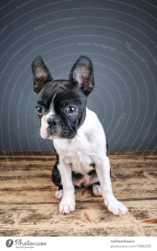 Boston Terrier Studio Portrait Style Joy Animal Pet Dog Animal face French Bulldoge 1 Wooden board Wooden table Observe Communicate Looking Cuddly Funny Natural