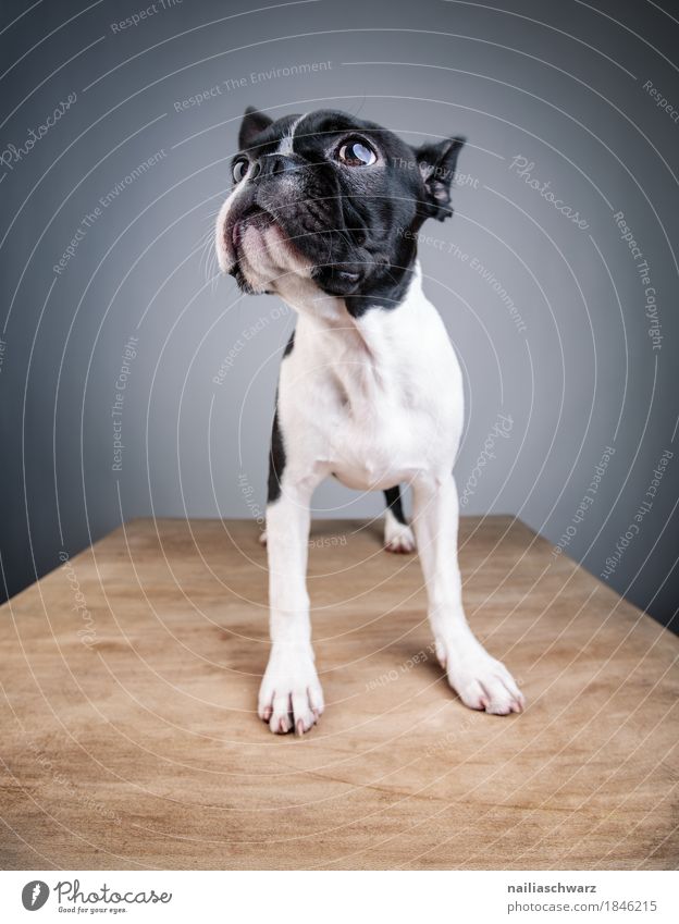 Boston Terrier Studio Portrait Style Joy Animal Pet Dog Animal face 1 Baby animal Wood Table Wooden table Observe Discover Looking Stand Simple Brash