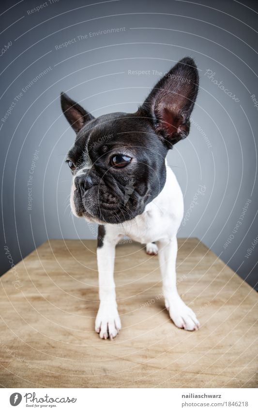 Boston Terrier Studio Portrait Style Joy Animal Pet Dog Animal face French Bulldog Puppy 1 Observe Looking Stand Wait Natural Curiosity Cute Beautiful Blue