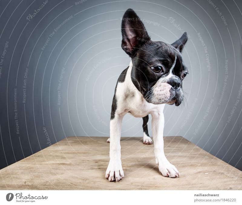 Boston Terrier Studio Portrait Style Joy Animal Pet Dog 1 Table Wooden table Observe Looking Stand Dream Sadness Friendliness Small Funny Natural Curiosity Cute