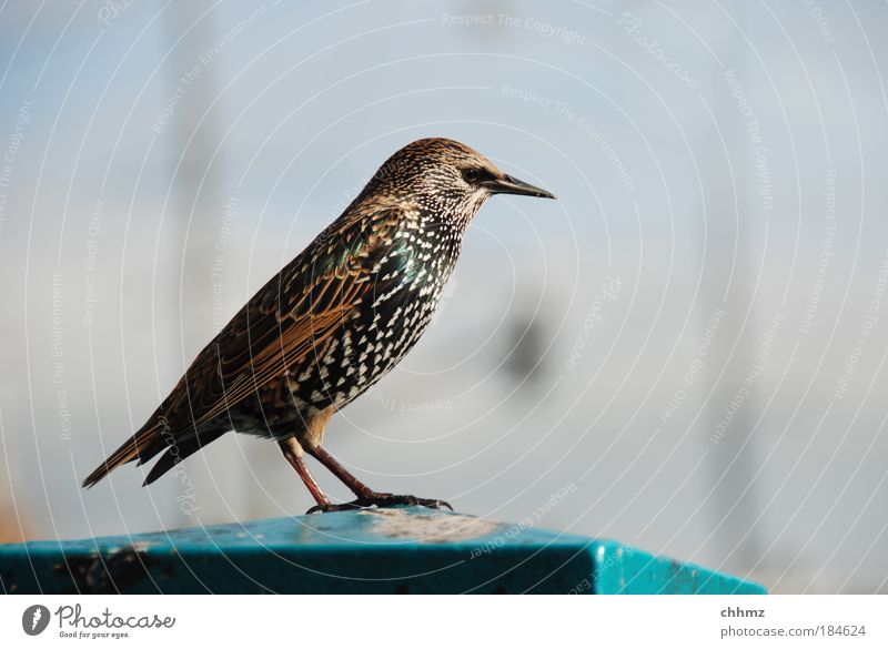 Ringo Colour photo Subdued colour Exterior shot Copy Space right Shallow depth of field Central perspective Animal Bird Starling 1 Esthetic Elegant Beautiful