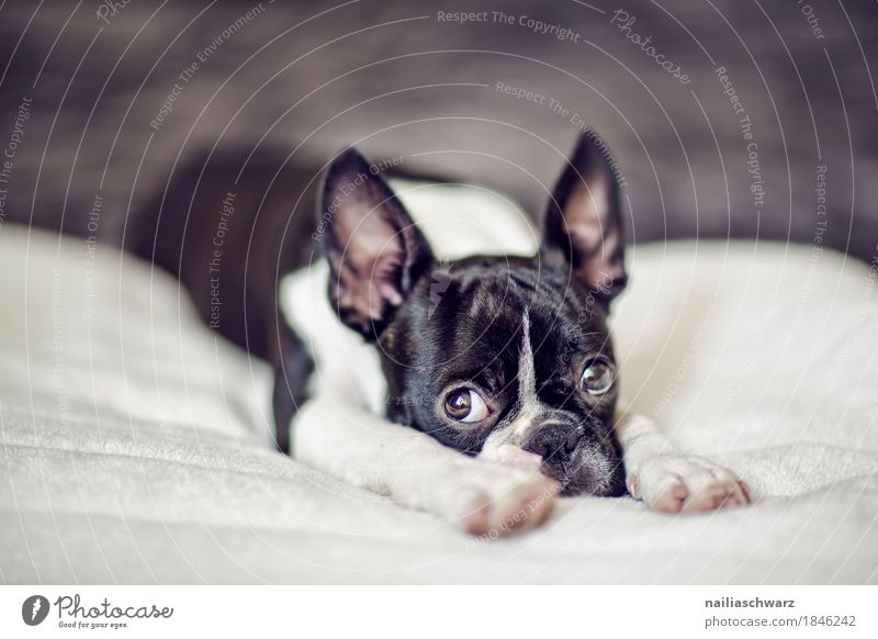 Boston Terrier Puppy Style Joy Animal Pet Dog Animal face 1 Bed Ceiling Observe Relaxation Lie Looking Sadness Friendliness Cuddly Natural Curiosity Cute Black