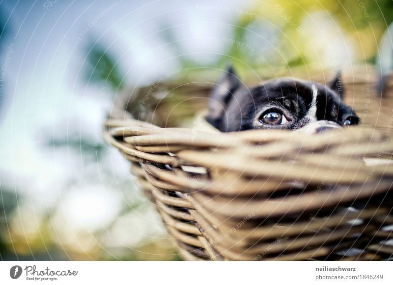 Boston Terrier Puppy Nature Beautiful weather Plant Bicycle Animal Pet Dog Animal face Baby animal Basket bicycle basket Observe Discover Relaxation Driving