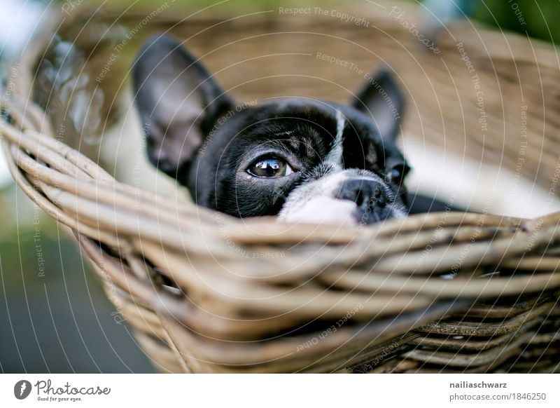 Boston Terrier Animal Pet Dog Animal face bicycle basket Basket Observe Relaxation Lie Dream Happiness Happy Small Funny Natural Curiosity Cute Beautiful