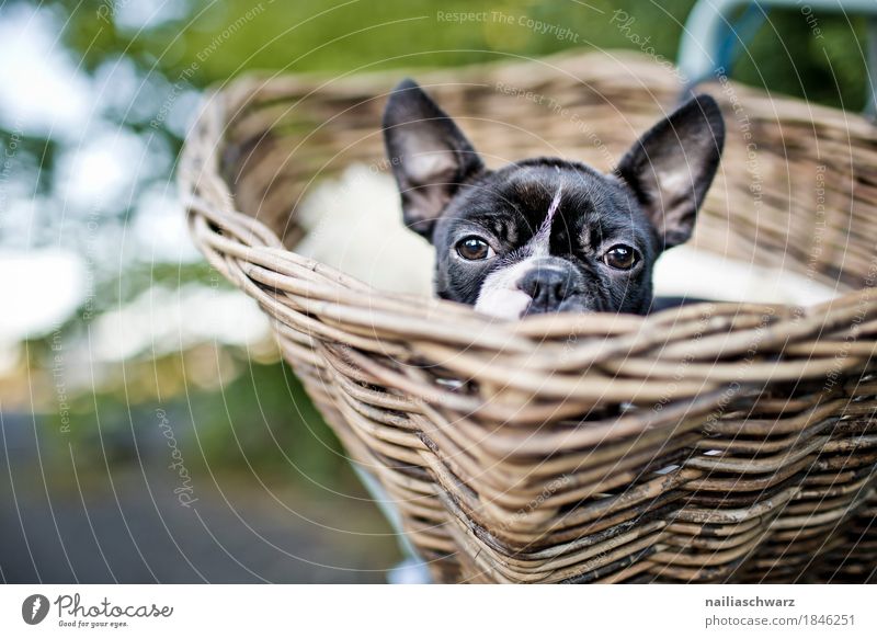 Boston Terrier, trip. Vacation & Travel Trip Cycling tour Summer Animal Dog 1 Basket bicycle basket Discover Looking Friendliness Happiness Funny Natural