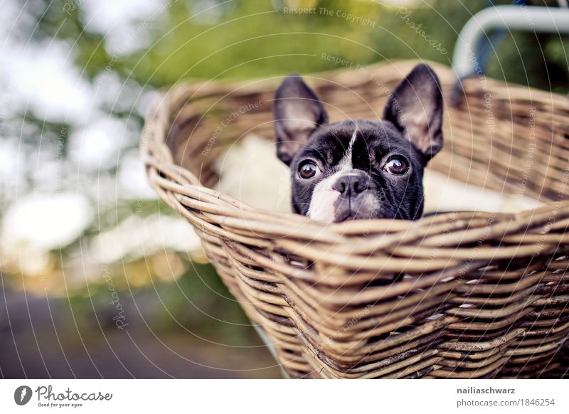 Boston Terrier Puppy Vacation & Travel Trip Adventure Cycling tour Spring Summer Bicycle Animal Pet Dog Animal face Bulldog 1 Basket bicycle basket Observe