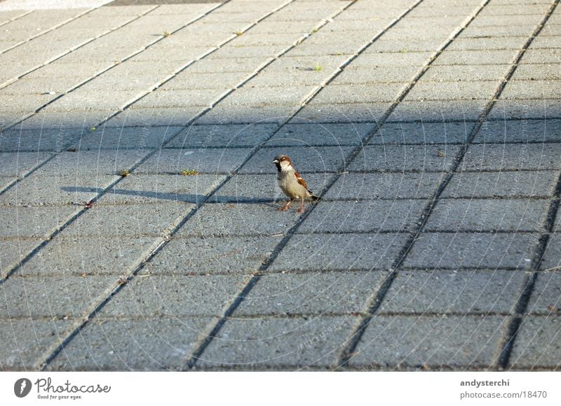 Beep Beep Beep, I love you! Bird Animal Transport Sparrow peep Floor covering Shadow Walking Flying Wing Paving tiles