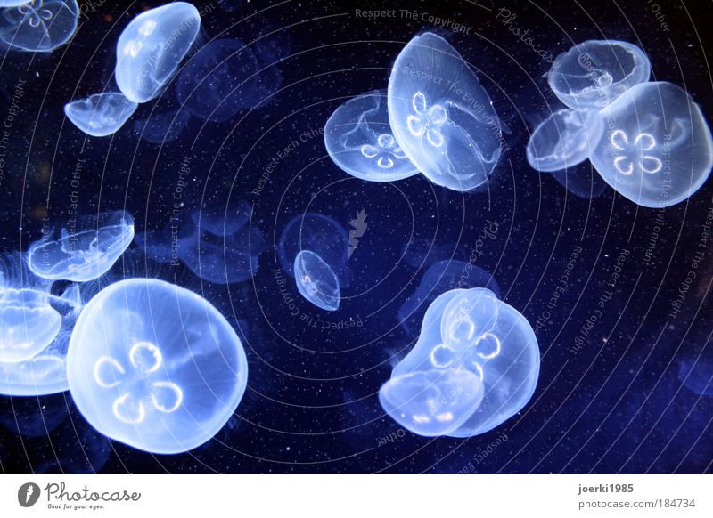 jelly Colour photo Close-up Detail Underwater photo Neutral Background Night Contrast Long shot Environment Nature Elements Water Stars Moon Ocean Animal