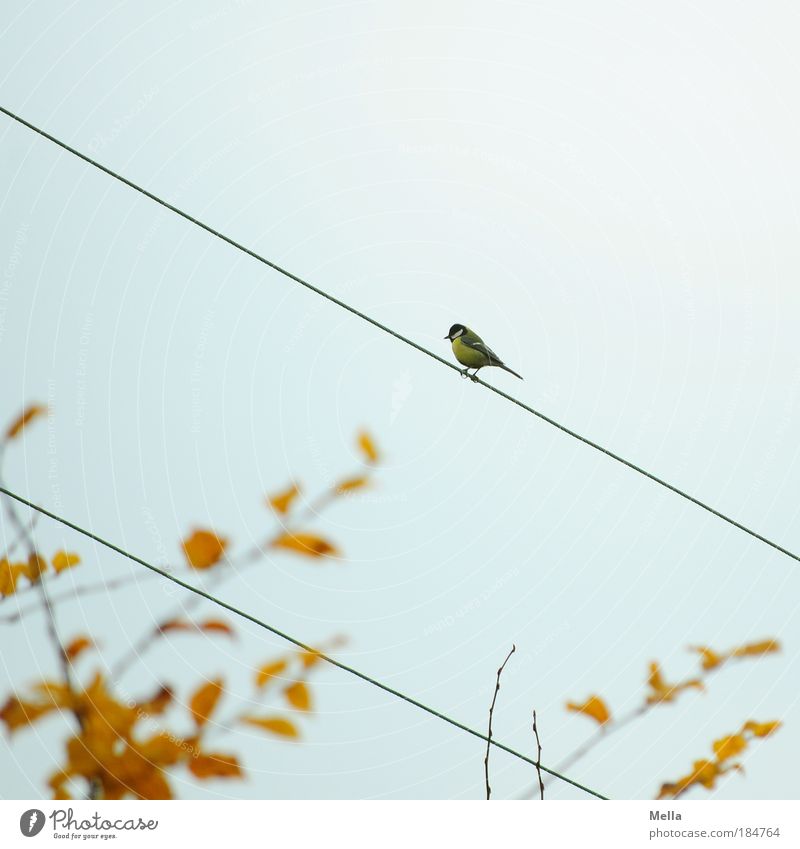 autumn tit Cable Electricity Environment Nature Animal Sky Autumn Leaf Bird Tit mouse 1 Line Crouch Sit Free Small Cute Gray Loneliness Freedom Branch