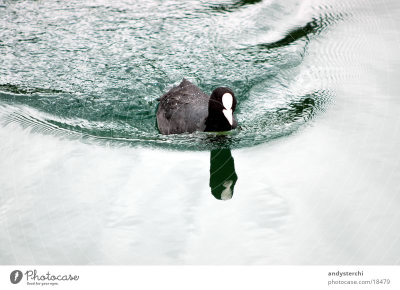diver Lake Pond Cold Black Bird Waves Transport diverli Duck Water green mirrored Float in the water Swimming & Bathing
