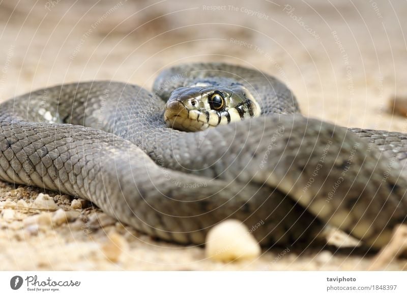 close up of grass snake basking on the ground Beautiful Skin Nature Animal Grass Snake Wild Black Fear natrix Reptiles wildlife Zoology coldblooded head