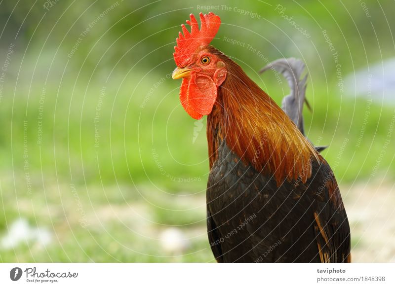 closeup of colorful rooster Meat Elegant Beautiful Man Adults Nature Animal Bird Stand Bright Natural Brown Green Red Pride Colour poultry Rooster fowl Chicken