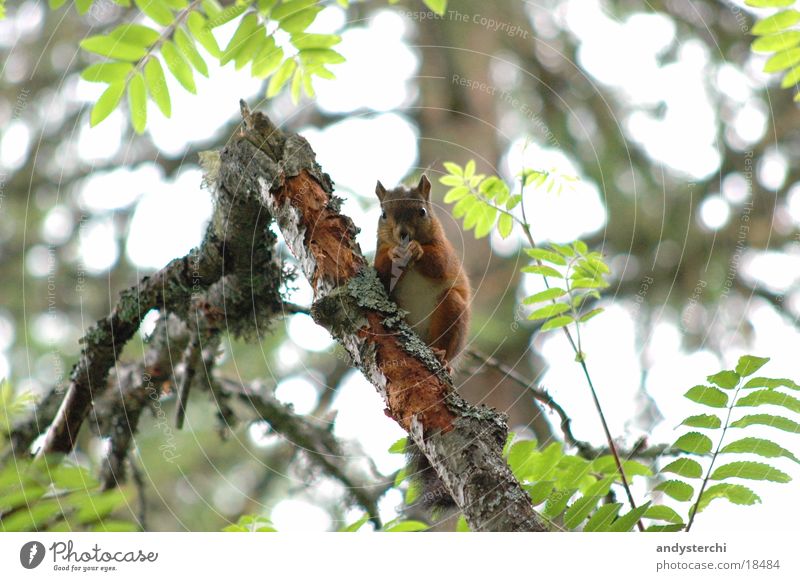 B-croissants Forest Tree Animal Rodent Transport squirrel Branch