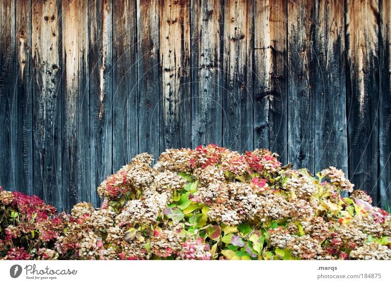 dried flowers Colour photo Multicoloured Exterior shot Copy Space middle Day Nature Plant Autumn Flower Wall (barrier) Wall (building) Facade Blossoming