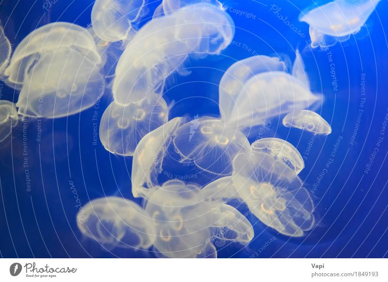 White jellyfish in blue ocean water Exotic Ocean Environment Nature Animal Water Wild animal Jellyfish Aquarium Group of animals Flock Pack Blue Dangerous