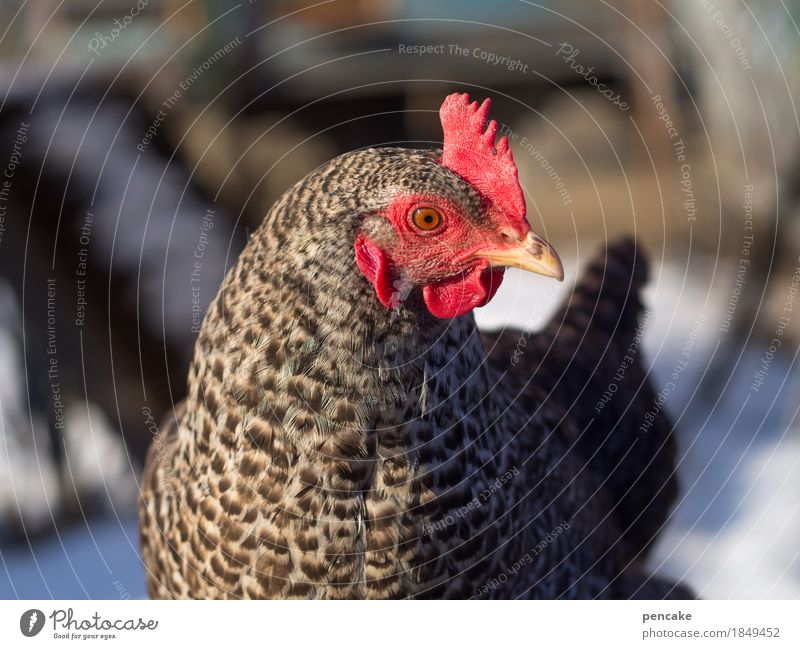 the first snow grouse Nature Winter Ice Frost Snow Animal Pet 1 Brash Curiosity Barn fowl Crest Red guinea fowl Farm Gamefowl Colour photo Exterior shot