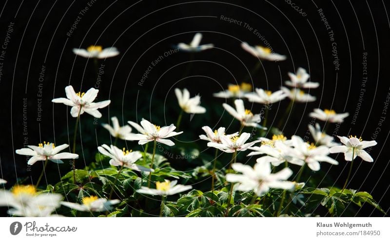 Blooming anemone against dark background Environment Nature Plant Flower Blossom Wild plant Wood anemone Anemone Blossoming Esthetic Gold Green White Spring