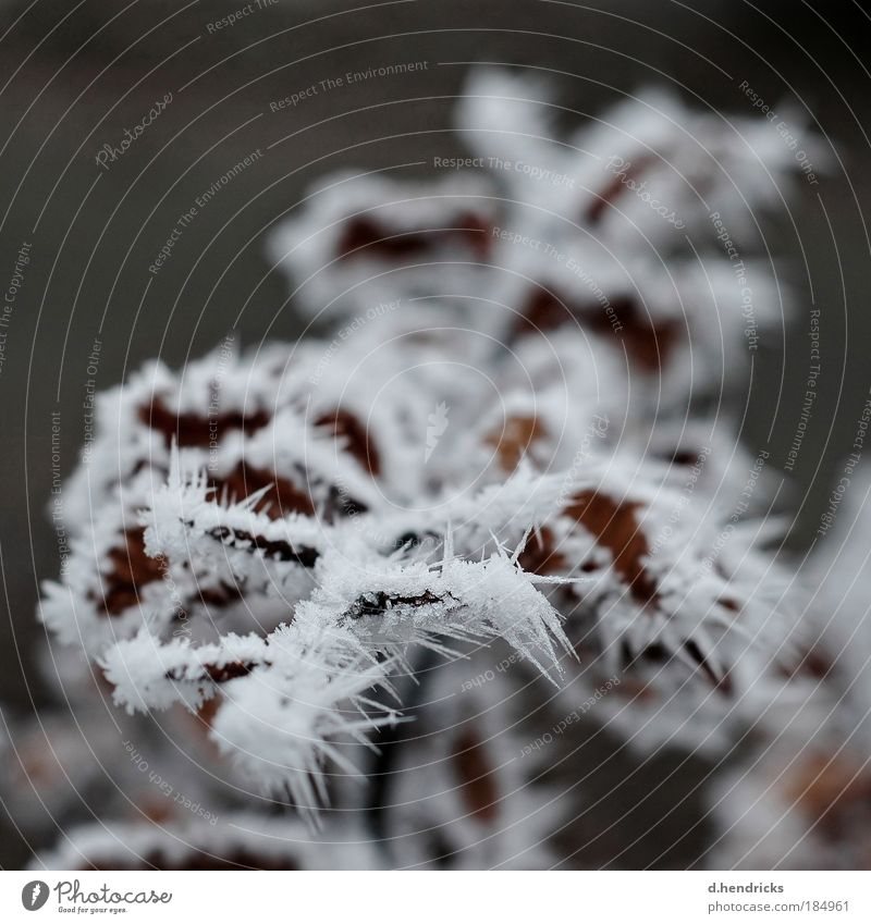 freezing Nature Plant Winter Ice Frost Leaf Wild plant Field Observe Touch Discover Freeze To enjoy Dream Sadness Faded Dark Cold Thorny Gloomy Dry Brown