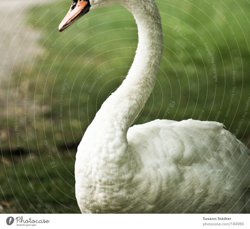 incognito Plant Animal Grass Park Meadow Wild animal Swan Glittering Feeding To enjoy Illuminate Esthetic Threat Elegant Thin White Honest Arrogant Pride Neck