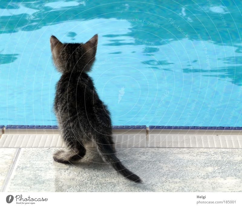 young cat looks curiously into a pool Animal Pet Cat 1 Baby animal Stone Water Observe Looking Wait Esthetic Small Curiosity Cute Blue Gray White Contentment