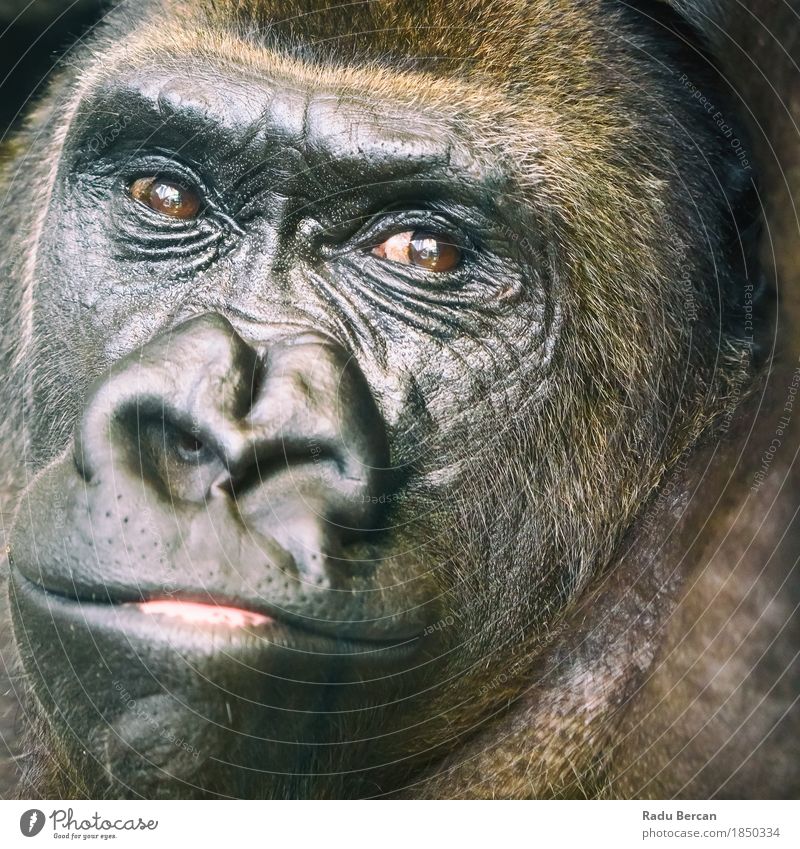 Black Gorilla Portrait Face Environment Nature Animal Forest Wild animal Animal face 1 Observe Looking Friendliness Large Muscular Cute Strong Brown Energy