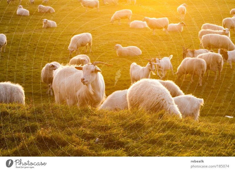 To the Golden Goat Grass Meadow Animal Farm animal Goats Sheep Group of animals Herd To feed Stand Illuminate Happy Sustainability Natural Juicy Moody