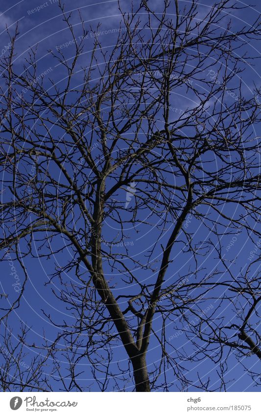 Cold branch before blue sky Sky Clouds Autumn Beautiful weather Plant Tree Simple Blue Brown Black Moody Nature Colour photo Exterior shot Deserted Day Contrast