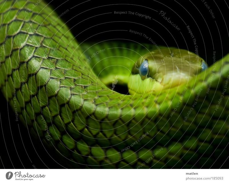 blue eyes Animal Snake 1 Bow Threat Elegant Blue Green Serene Concentrate Power Hunting Observe Eyes Strong Colour photo Interior shot Deserted Copy Space top