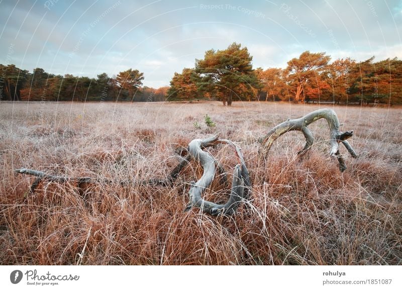 old tree on frosted meadow in autumn sunrise Winter Nature Landscape Sky Autumn Tree Grass Meadow Forest Old Wild White Death wood field Grassland Frost ice