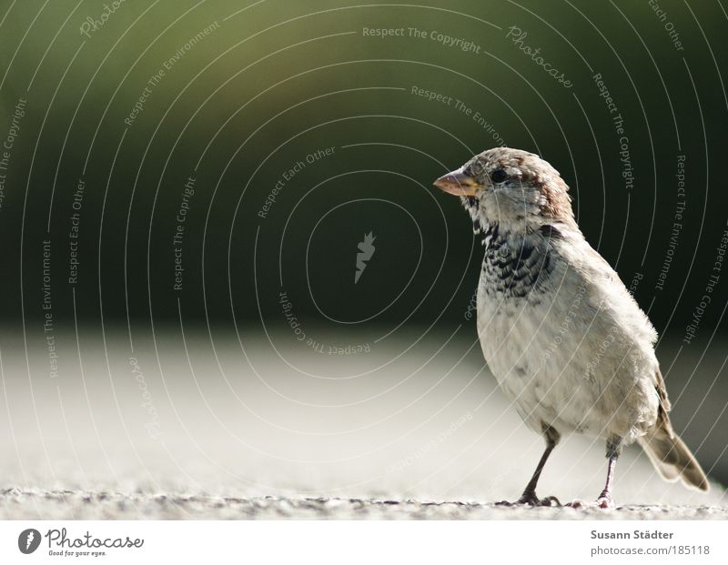 standstill Wild animal Bird Pelt Observe Looking Wait Sparrow Stand Match Stone wall Feather Wing Beak Small Nature Living thing Curiosity Cute Watchfulness