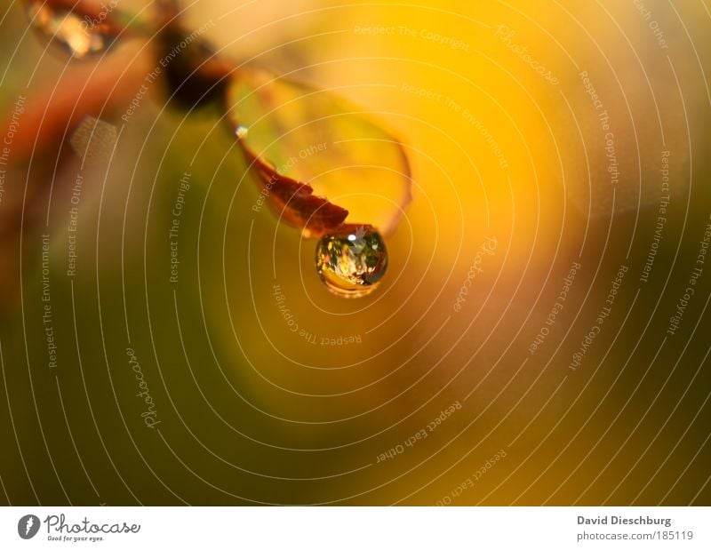 Tear of autumn Nature Water Drops of water Autumn Plant Leaf Brown Yellow Green Sphere Damp Wet Reflection Seasons Round Colour photo Exterior shot Close-up