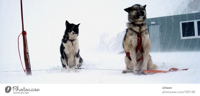 huskies Sled dog Winter Snow Mountain Bad weather Gale Fog Ice Frost Pet Farm animal Dog 2 Animal Pack Anticipation Fatigue Husky Les Diableretes Cold Alsatian