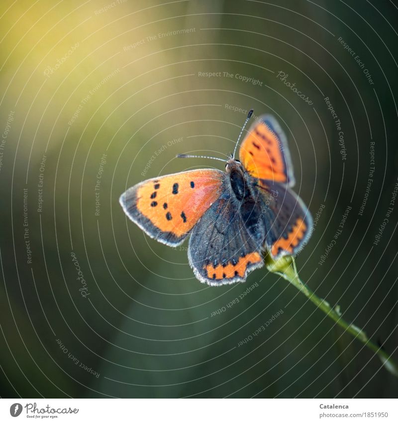 Small fire butterfly Nature Summer Meadow Butterfly 1 Animal Observe Flying Esthetic Elegant Yellow Gray Green Orange Happiness flightiness short-lived Poverty