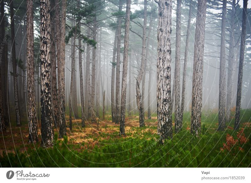 Mystery misty forest - a Royalty Free Stock Photo from Photocase