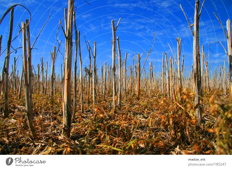 No bed in the cornfield Agriculture Forestry Environment Nature Landscape Plant Earth Sky Autumn Agricultural crop Grain Wheat Field Climate Dry Moss Withered