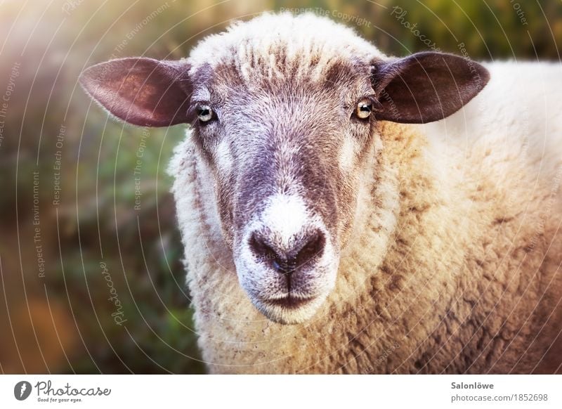Quite a sheep Nature Animal Pet Curiosity Sheep Ear Looking Wool Ask Listening Summer Claw Clarity Eyes Vegetarian diet Meat Killing Beautiful Exterior shot Day