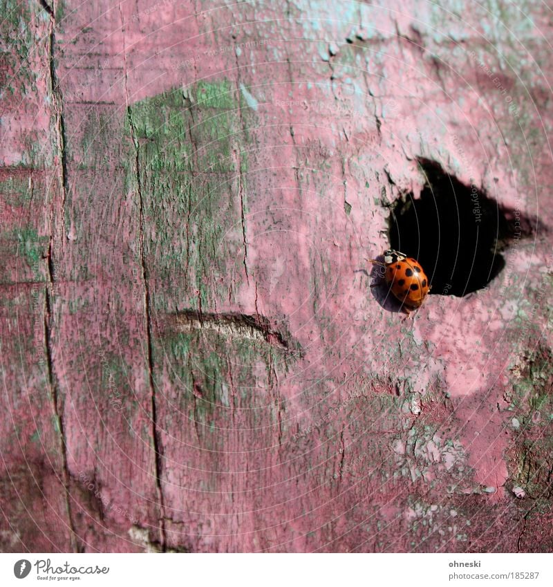 Apartment of the female ladybird Environment Nature Animal Wild animal Beetle Ladybird Insect 1 Wood Pink Hollow Colour photo Multicoloured Exterior shot